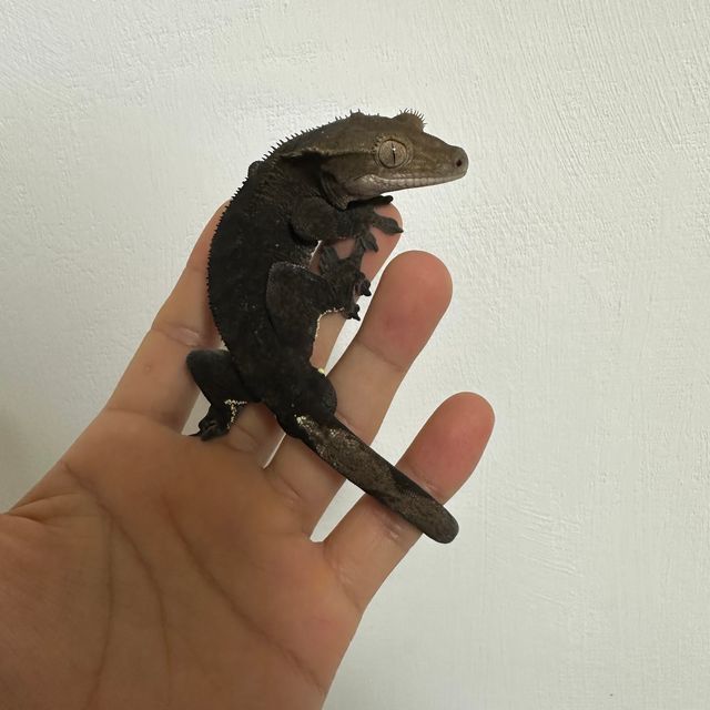 챠콜 알티