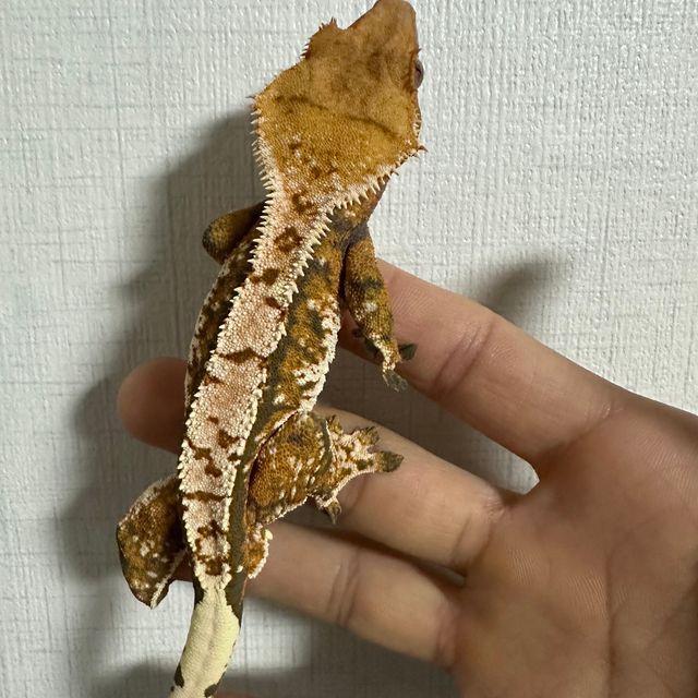 노멀 트라이 익스트림할리퀸 화이트