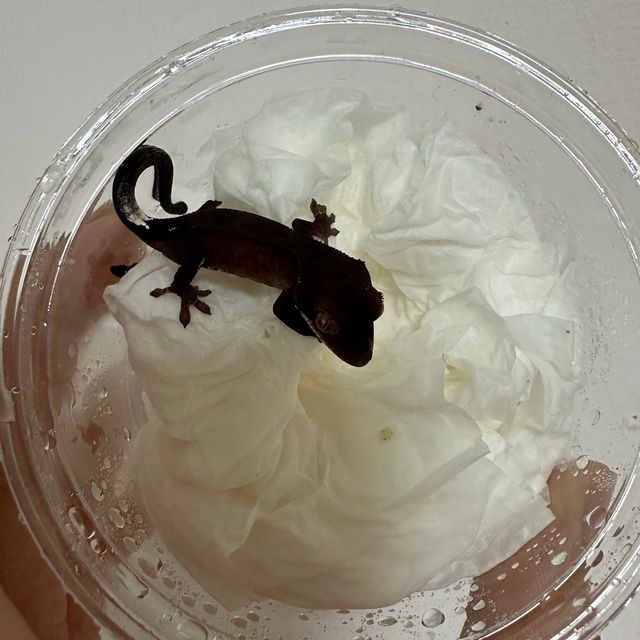 카푸치노 챠콜