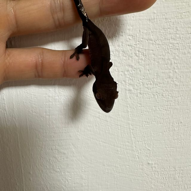 챠콜 카푸치노