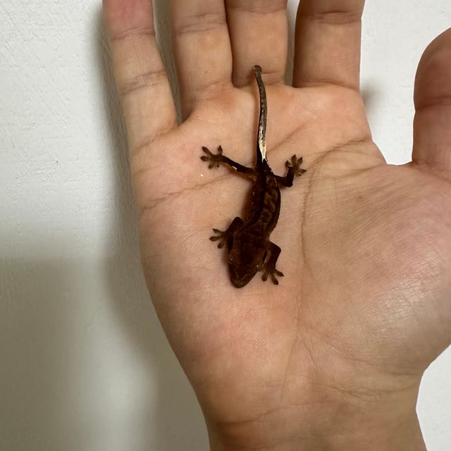 챠콜