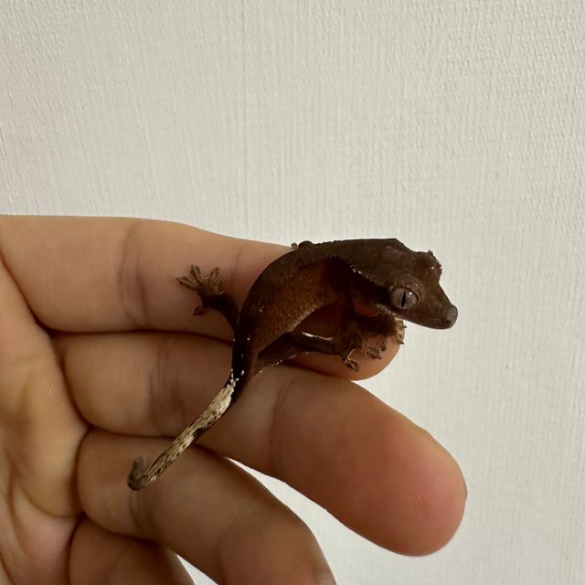 챠콜