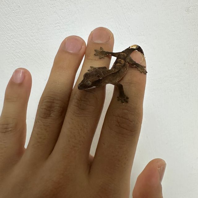 챠콜