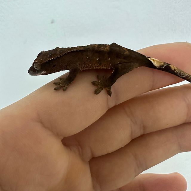 챠콜