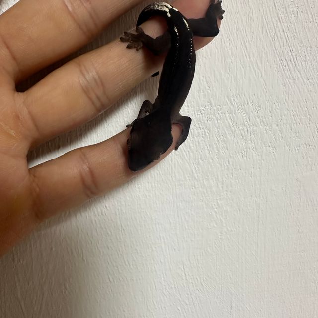챠콜 카푸치노
