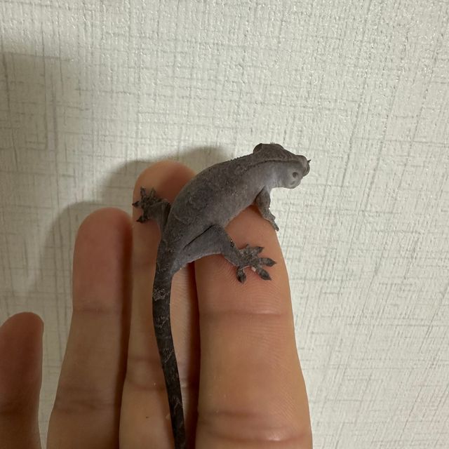 루왁 세이블 카푸치노