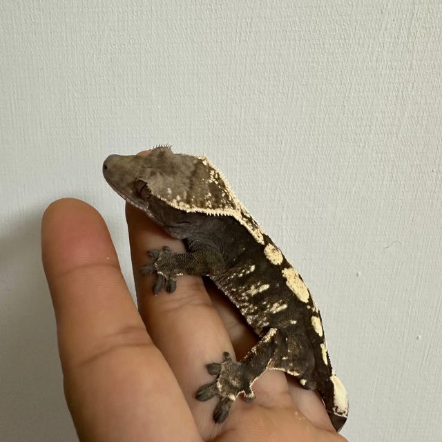 세이블