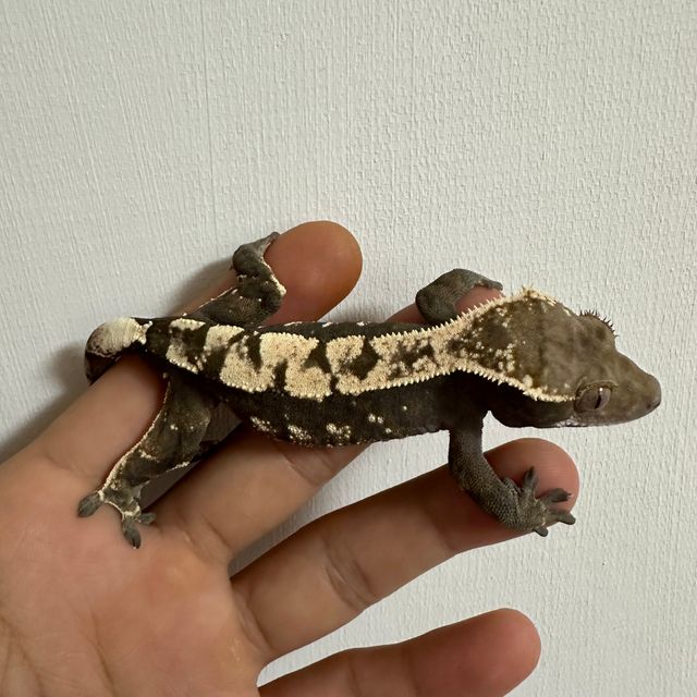 세이블