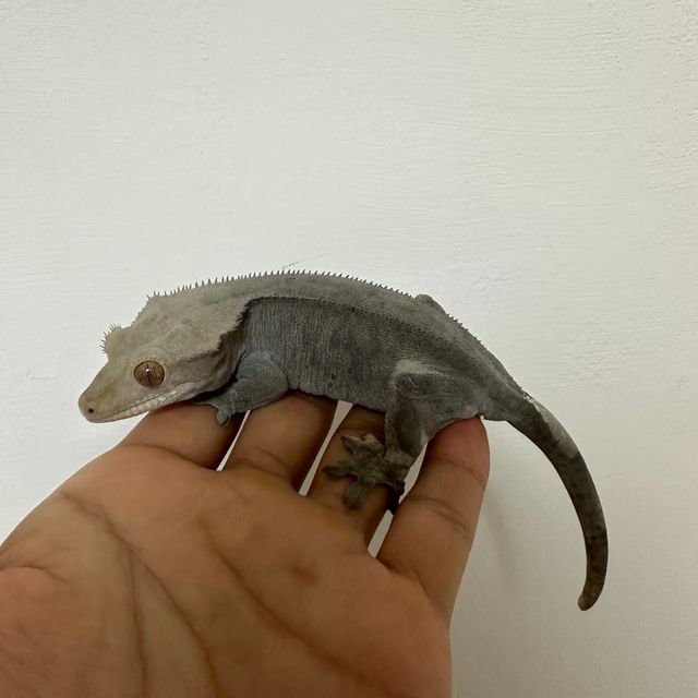 팬텀 카푸치노