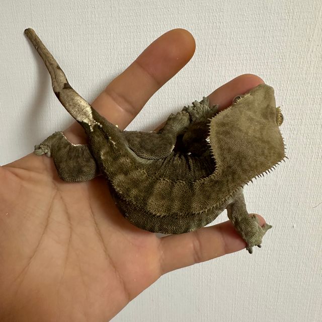 다크 팬텀