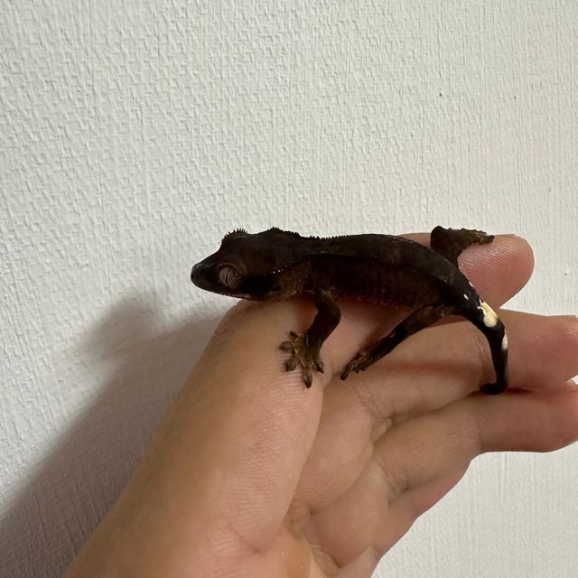 챠콜