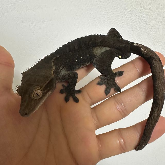 챠콜 알티