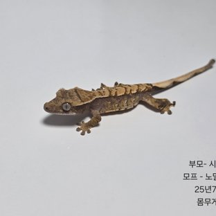 노멀 익스트림할리퀸 트라이