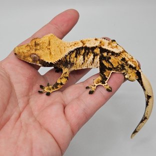 트라이 텐저린 드리피