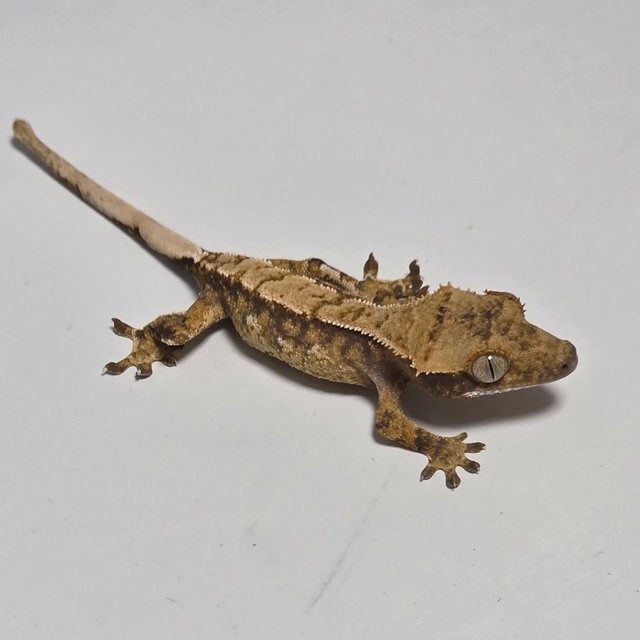 텐저린 핀스트라이프 노멀