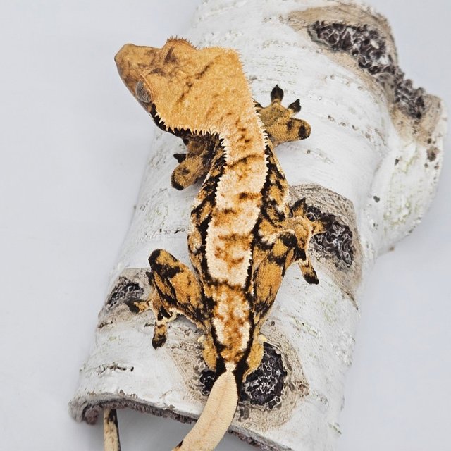 트라이 텐저린 드리피