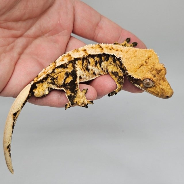 트라이 텐저린 드리피