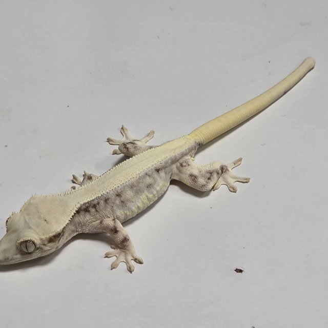 릴리화이트 솔리드백 풀핀