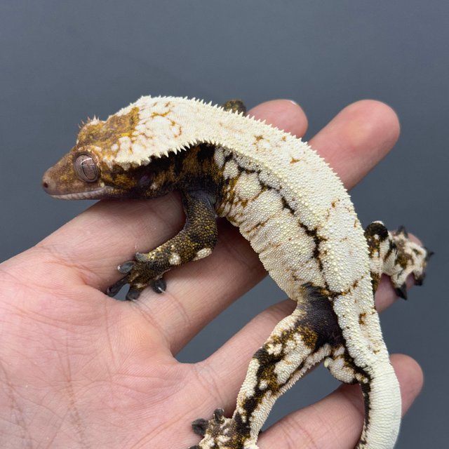 텐저린 핀스트라이프 노멀