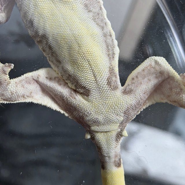 릴리화이트 솔리드백 풀핀