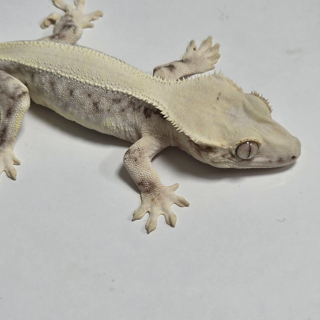 릴리화이트 솔리드백 풀핀