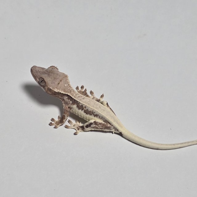 프라푸치노 풀핀