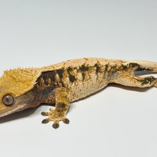 트라이 익스트림할리퀸