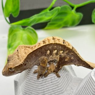 100%헷아잔틱