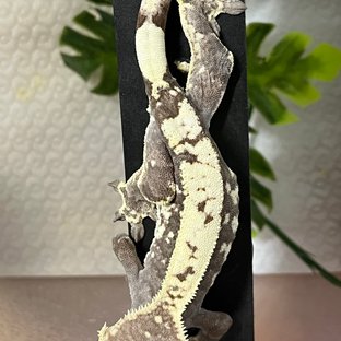 트라이 카푸치노 화이트
