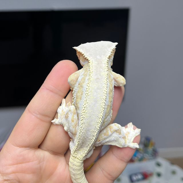 릴리화이트 크림