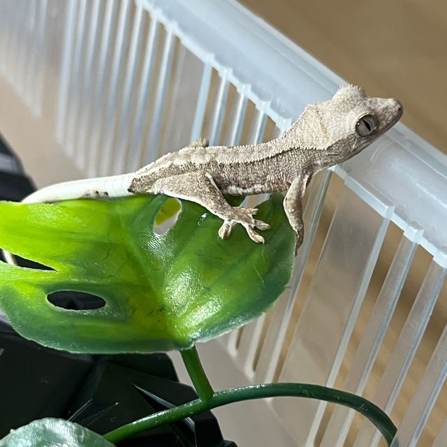 프라푸치노 팬텀