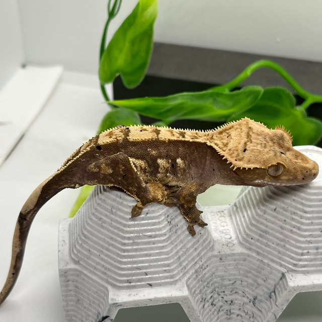 100%헷아잔틱