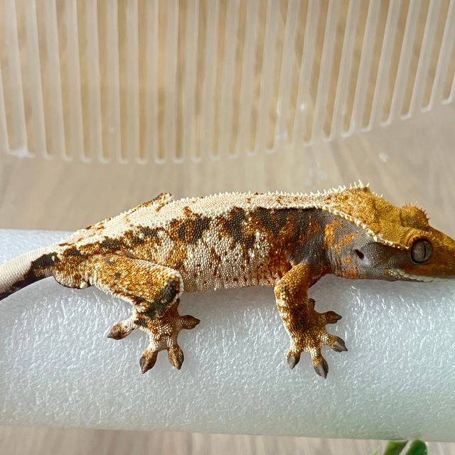 트라이 바브
