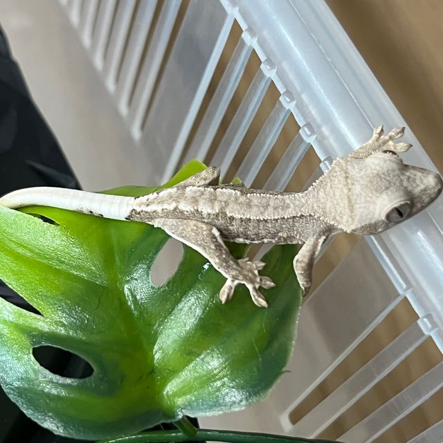 프라푸치노 팬텀