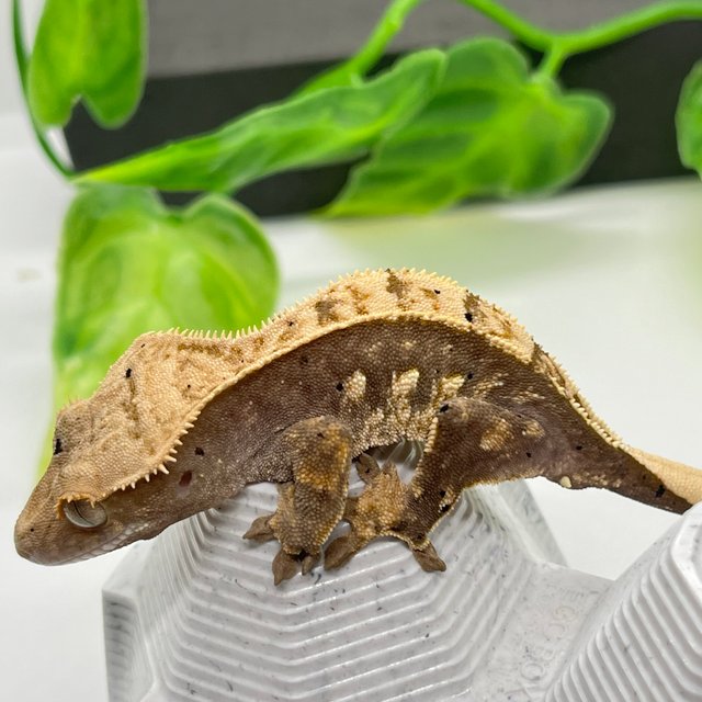 100%헷아잔틱