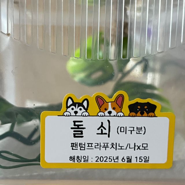 프라푸치노 팬텀