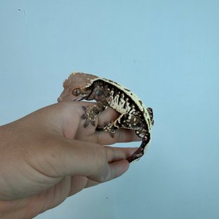 무채