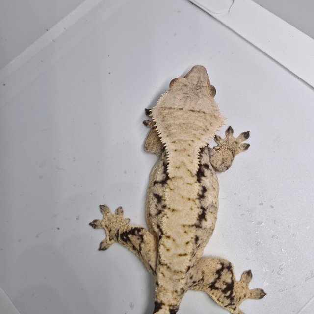 화이트스팟 화이트 드리피 노멀