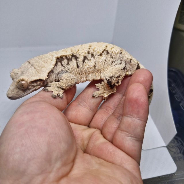 화이트스팟 화이트 드리피 노멀