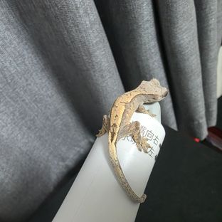 세이블