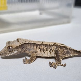 노멀 트라이 화이트스팟 바브 텐저린 드리피