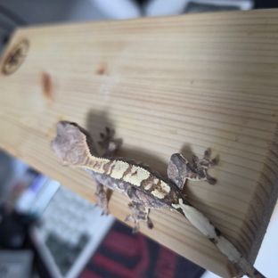 다크 카푸치노 화이트