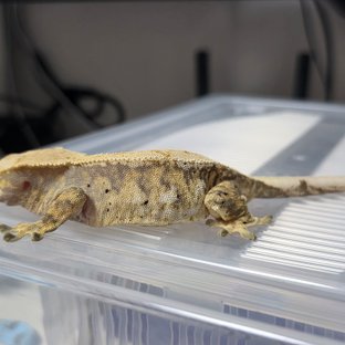 노멀 트라이 드리피 화이트핀