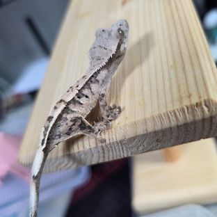 세이블