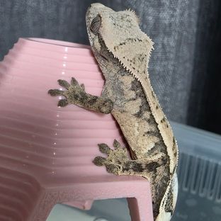 세이블