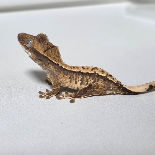 노멀 화이트핀 할리퀸 핀스트라이프 바브