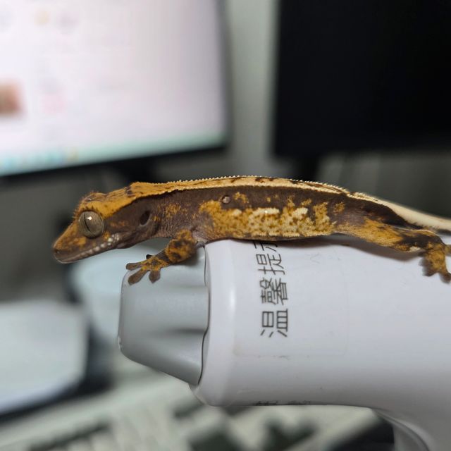 쿼드 풀핀 화이트포트홀 트라이