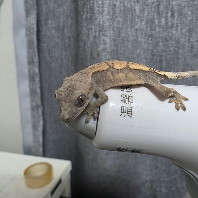세이블