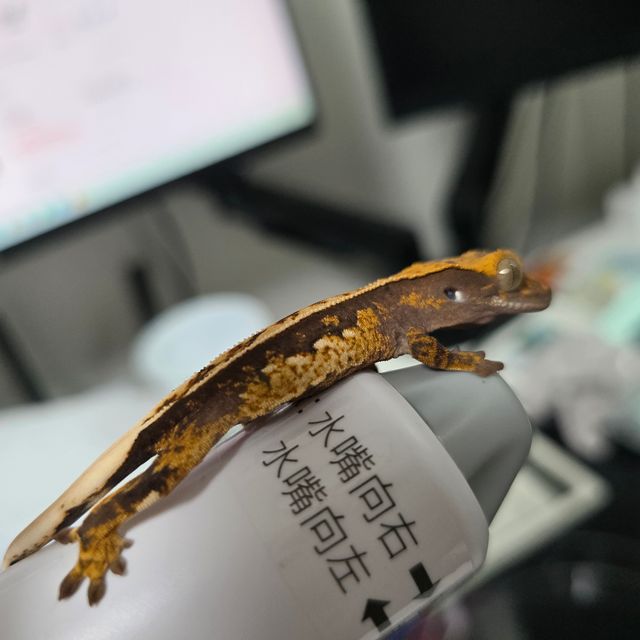 쿼드 풀핀 화이트포트홀 트라이