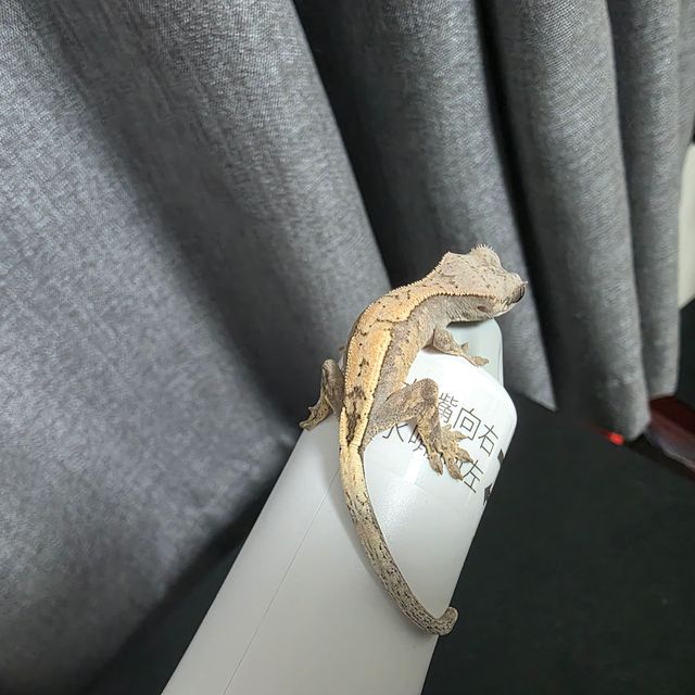 세이블
